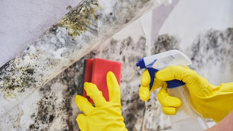 Mold and Mildew Removal